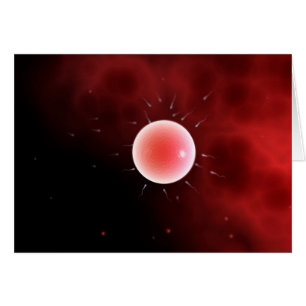 Conceptual Image Of Common Fertilisation