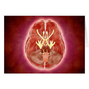 Conceptual Image Of Cranial Nerves In Brain