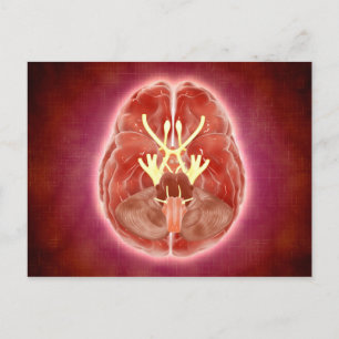 Conceptual Image Of Cranial Nerves In Brain Postcard