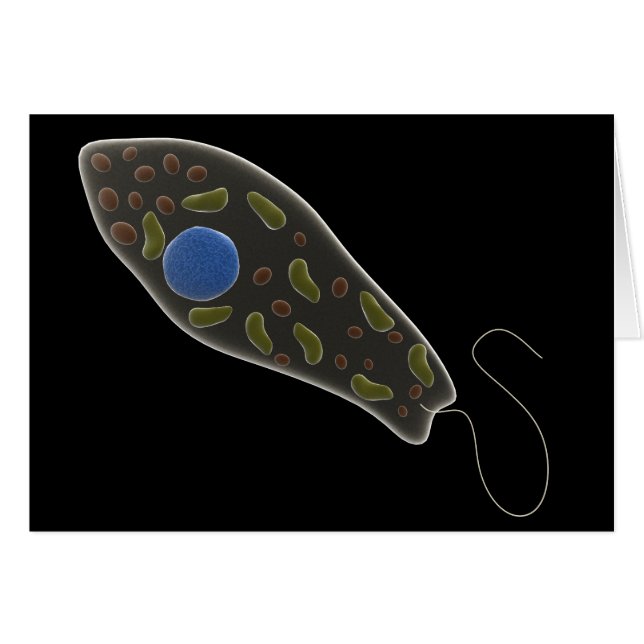 Conceptual Image Of Euglena 1 (Front Horizontal)