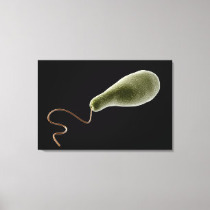 Conceptual Image Of Euglena 2 Canvas Print