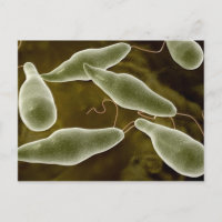 Conceptual Image Of Euglena 3
