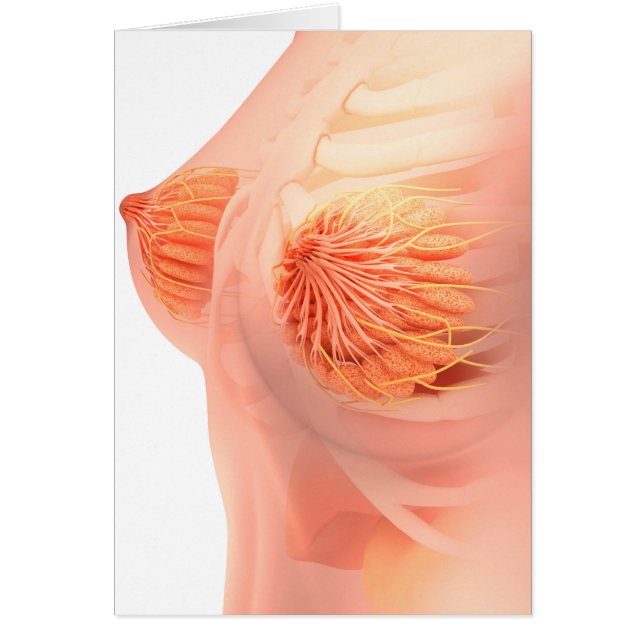 Conceptual Image Of Female Breast Anatomy 1 (Front)