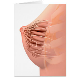 Conceptual Image Of Female Breast Anatomy 2