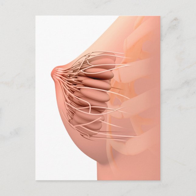 Conceptual Image Of Female Breast Anatomy 2 Postcard (Front)