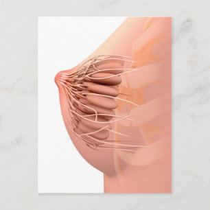 Conceptual Image Of Female Breast Anatomy 2 Postcard