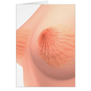Conceptual Image Of Female Breast Anatomy 4