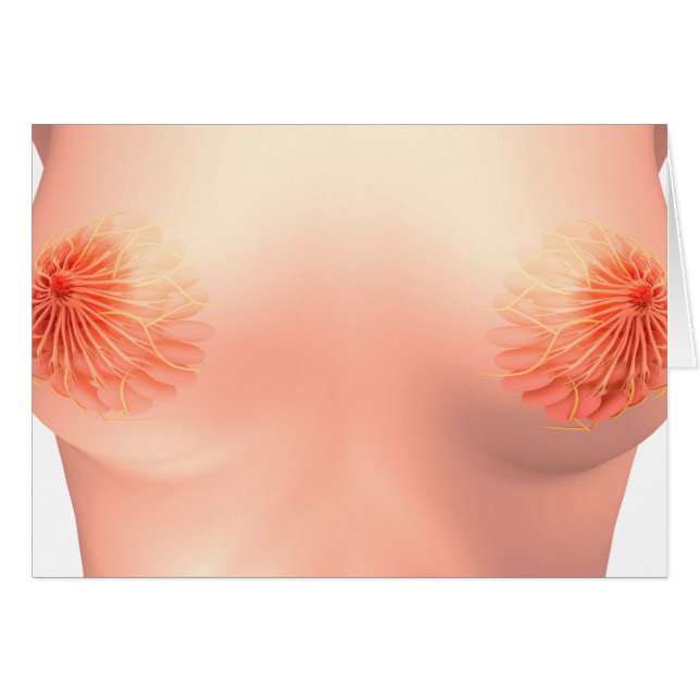 Conceptual Image Of Female Breast Anatomy 7 (Front Horizontal)