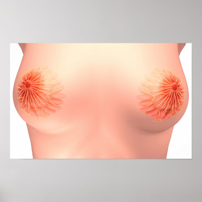 Conceptual Image Of Female Breast Anatomy 7 Poster (Front)