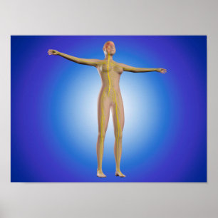 Conceptual Image Of Female Nervous System Poster