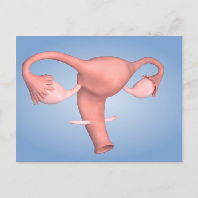 Conceptual Image Of Female Reproductive Organ 1 Postcard (Front)