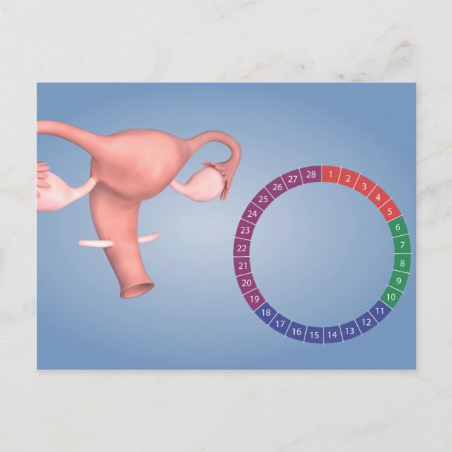 Conceptual Image Of Female Reproductive Organ 3 Postcard (Front)