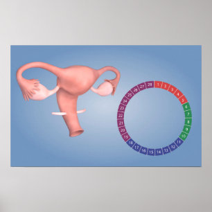Conceptual Image Of Female Reproductive Organ 3 Poster