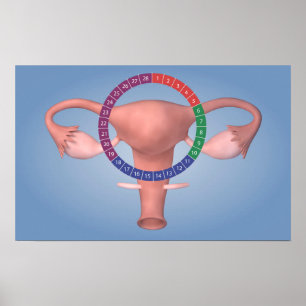 Conceptual Image Of Female Reproductive Organ 4 Poster