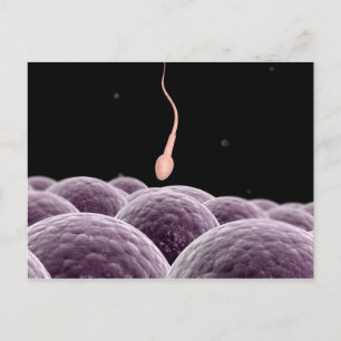 Conceptual Image Of Fertilisation Postcard