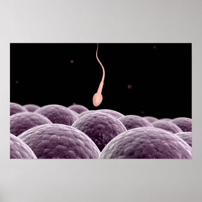 Conceptual Image Of Fertilisation Poster (Front)