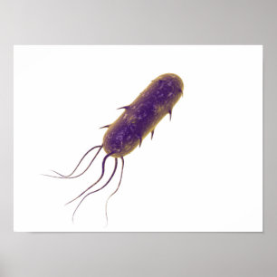 Conceptual Image Of Flagellate Bacterium 2 Poster