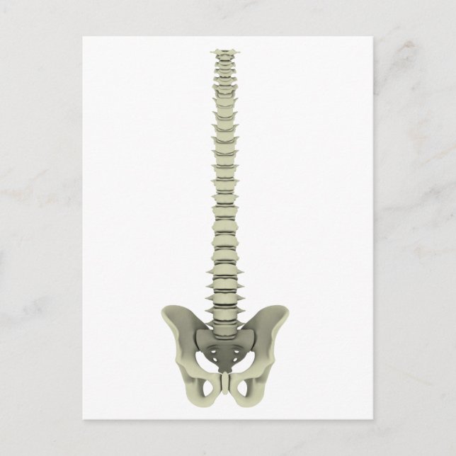 Conceptual Image Of Human Backbone 1 Postcard (Front)