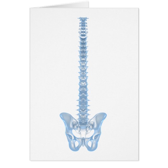 Conceptual Image Of Human Backbone 6 (Front)