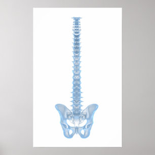 Conceptual Image Of Human Backbone 6 Poster