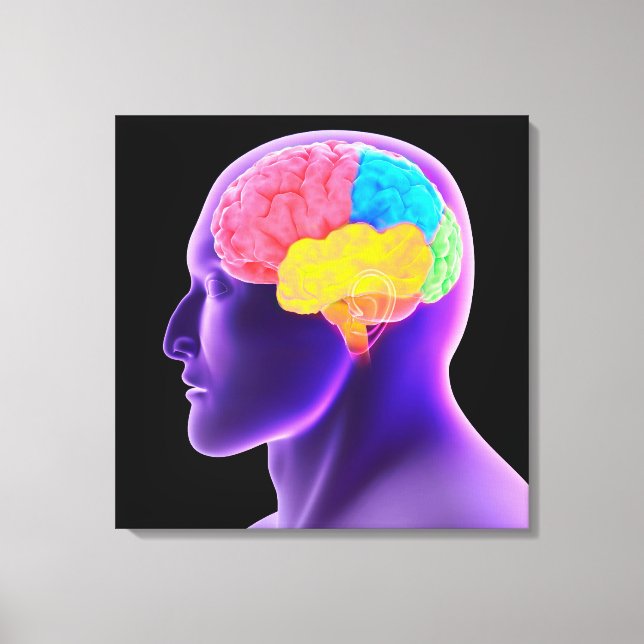 Conceptual Image Of Human Brain 7 Canvas Print (Front)