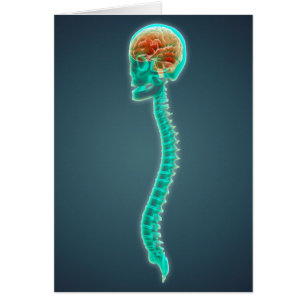 Conceptual Image Of Human Brain, Skull And Spine