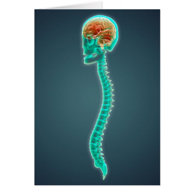 Conceptual Image Of Human Brain, Skull And Spine (Front)