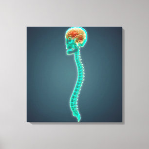 Conceptual Image Of Human Brain, Skull And Spine Canvas Print