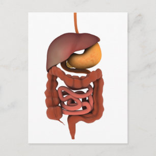 Conceptual Image Of Human Digestive System 2 Postcard