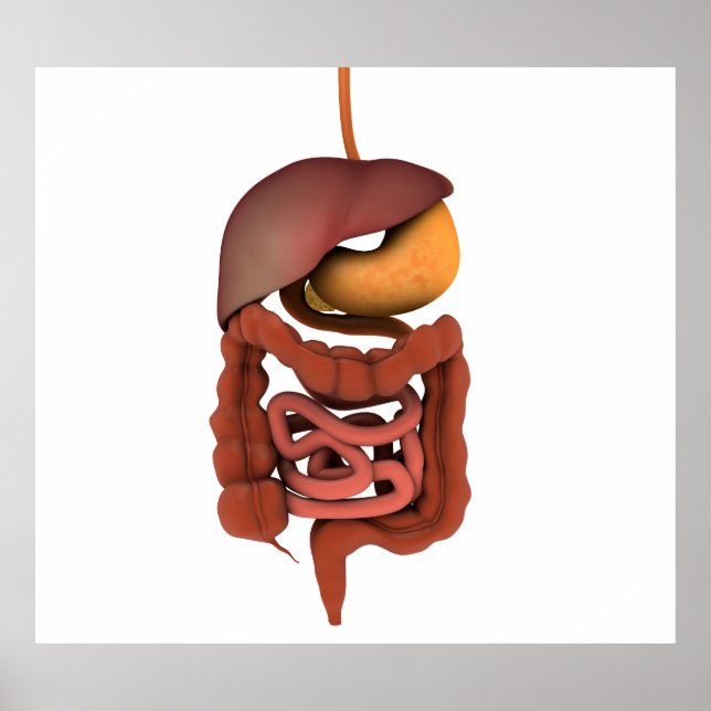 Conceptual Image Of Human Digestive System 2 Poster (Front)