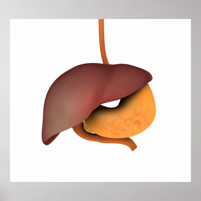 Conceptual Image Of Human Digestive System 3 Poster (Front)