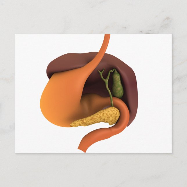 Conceptual Image Of Human Digestive System 4 Postcard (Front)