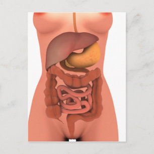 Conceptual Image Of Human Digestive System 5 Postcard