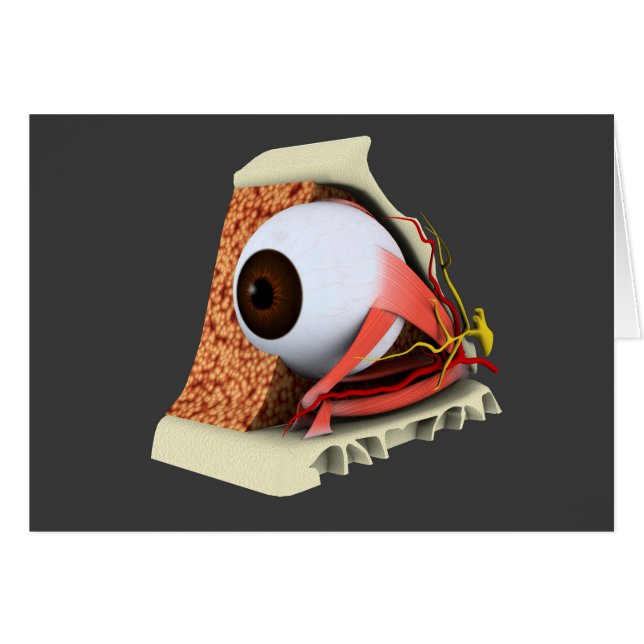 Conceptual Image Of Human Eye Anatomy 1 (Front Horizontal)