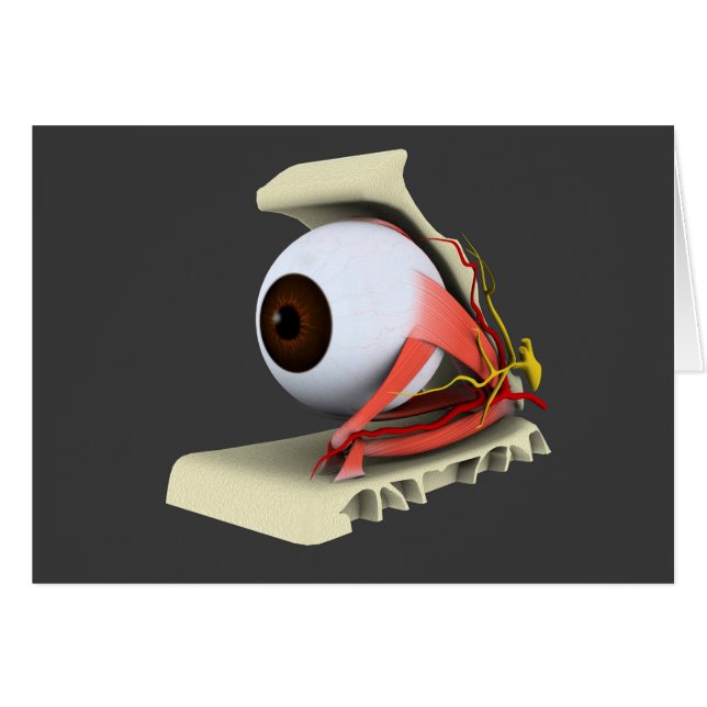 Conceptual Image Of Human Eye Anatomy 6 (Front Horizontal)