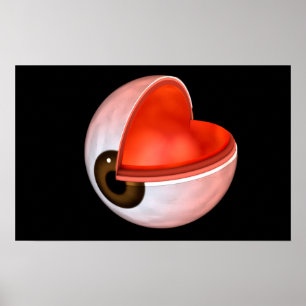 Conceptual Image Of Human Eye Anatomy 8 Poster