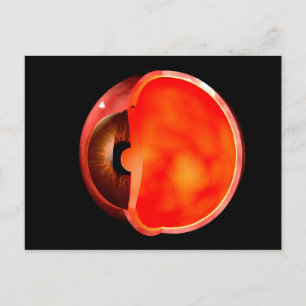 Conceptual Image Of Human Eye Cross Section 1 Postcard