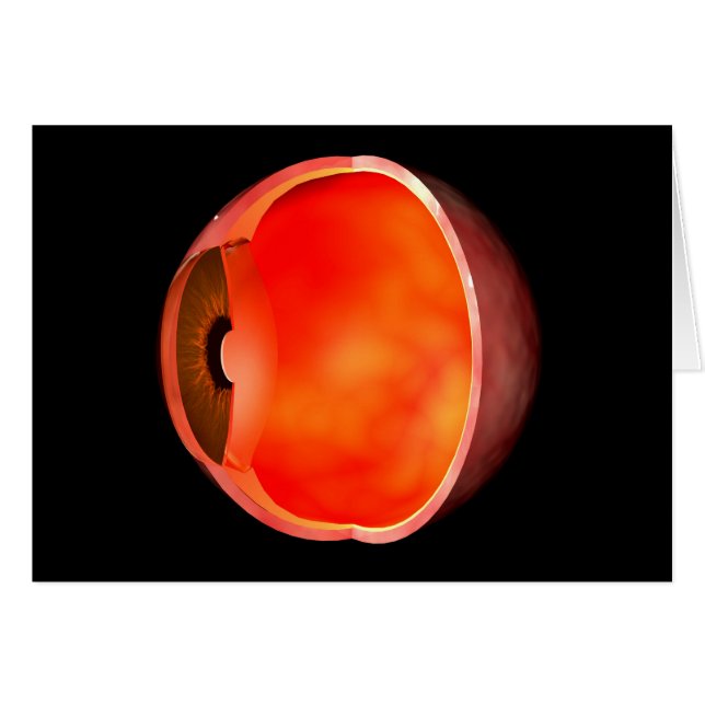 Conceptual Image Of Human Eye Cross Section 2 (Front Horizontal)