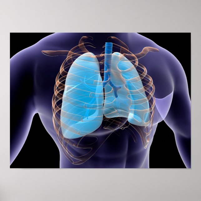 Conceptual Image Of Human Lungs And Rib Cage 2 Poster (Front)