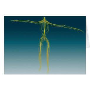 Conceptual Image Of Human Nervous System 1