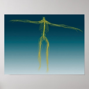 Conceptual Image Of Human Nervous System 1 Poster