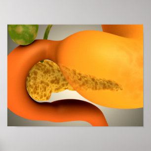 Conceptual Image Of Human Pancreas And Stomach Poster