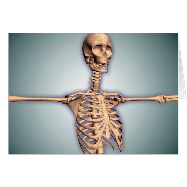 Conceptual Image Of Human Rib Cage And Spinal (Front Horizontal)
