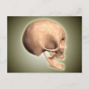 Conceptual Image Of Human Skull, Side View Postcard