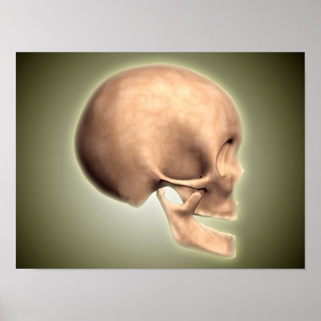 Conceptual Image Of Human Skull, Side View Poster (Front)