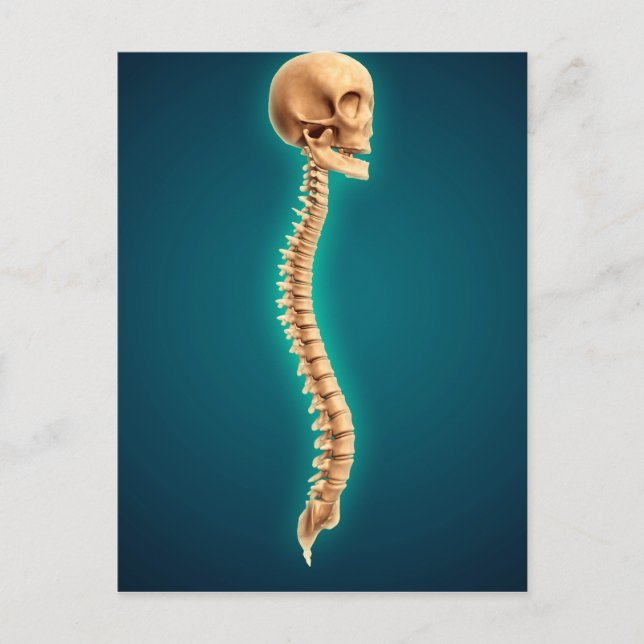 Conceptual Image Of Human Skull & Spinal Cord 1 Postcard (Front)