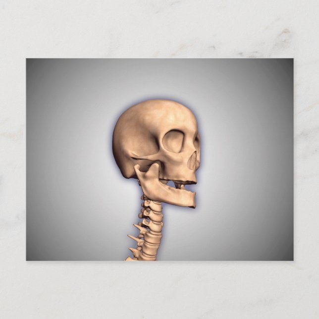 Conceptual Image Of Human Skull & Spinal Cord 2 Postcard (Front)