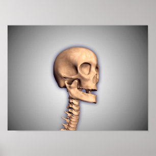 Conceptual Image Of Human Skull & Spinal Cord 2 Poster