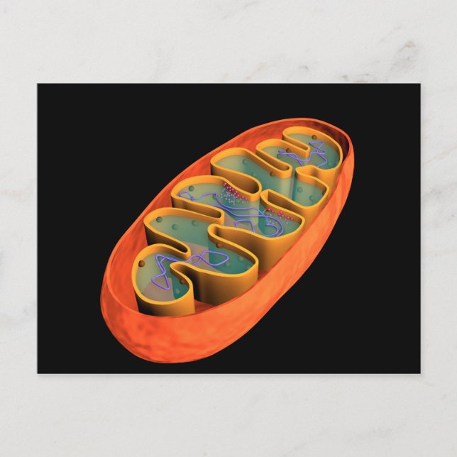 Conceptual Image Of Mitochondria 3 Postcard (Front)