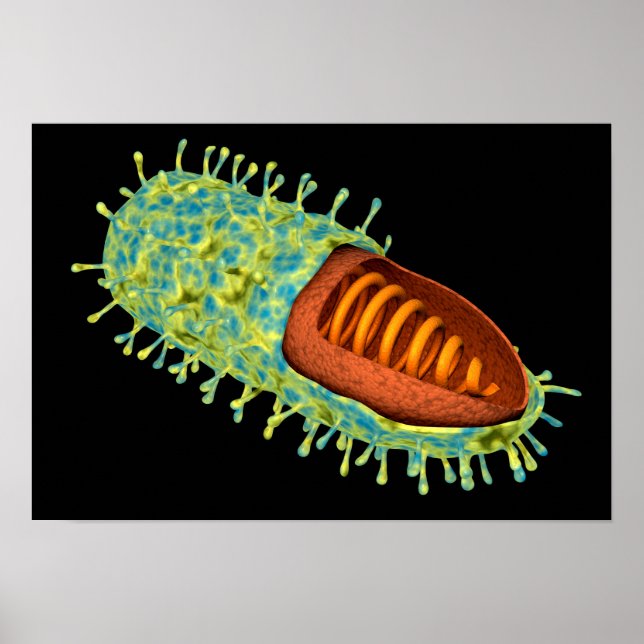 Conceptual Image Of Rabies Virus 3 Poster (Front)